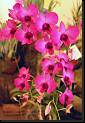 Dendrobium hibrido tipo phalaenopsis * Rodrigo Remolina
 * Rodrigo Remolina
